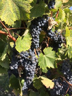 Scruffy Mourvedre