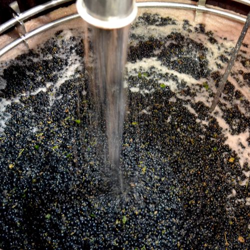 Upright with Syrah_cube