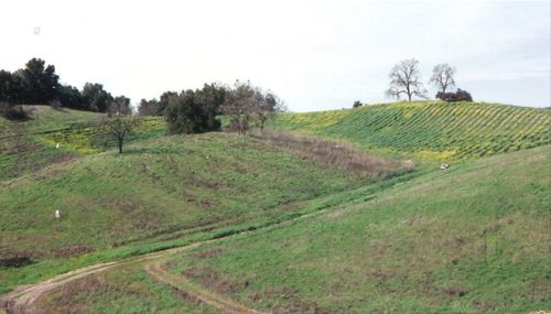 Original plantings, 1993