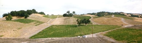 Vineyard Panorama 1995
