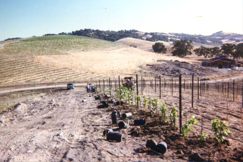 Planting Chardonnay and Building Winery
