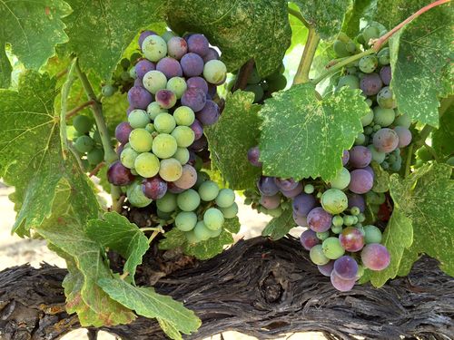 Veraison 2015 syrah
