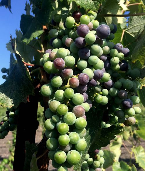 Veraison 2015 mourvedre 2