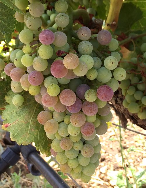 Veraison 2015 grenache