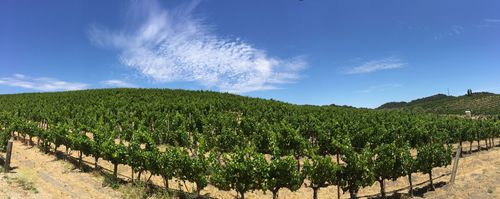 Panorama over Grenache