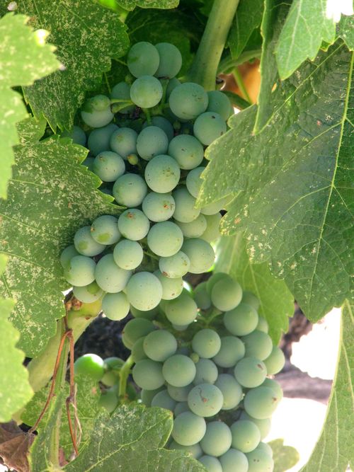 Syrah clusters