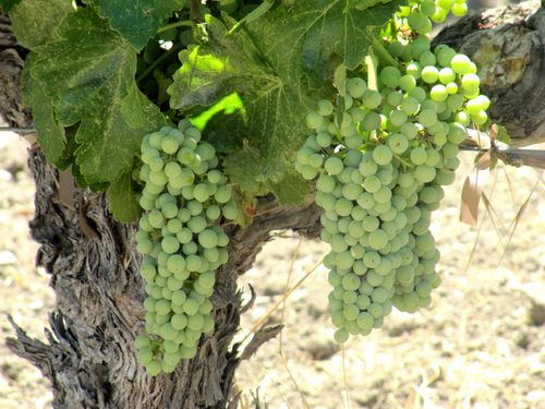 Grenache clusters