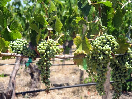 Mourvedre clusters
