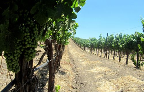 Through Roussanne row