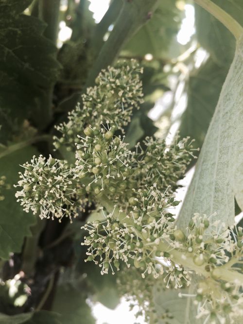Mourvedre in full bloom