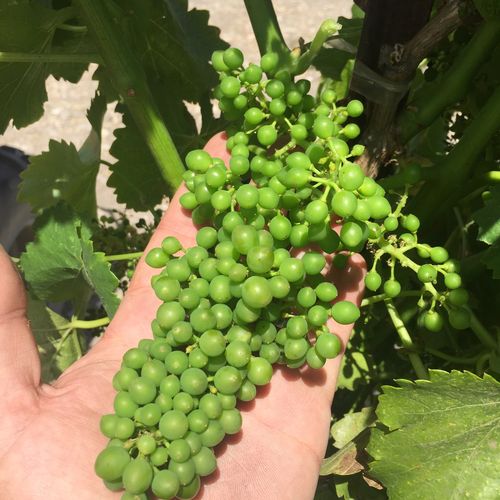Full Grenache Cluster