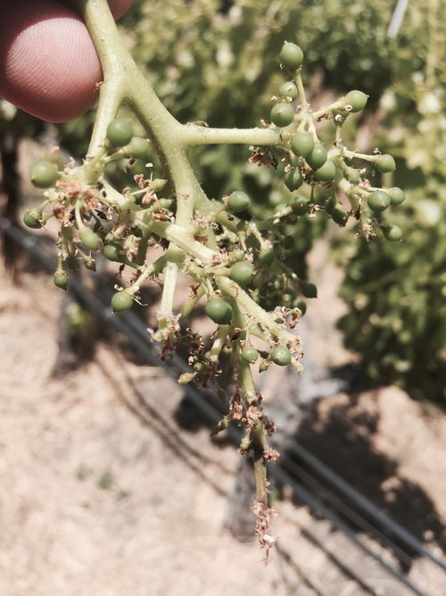 Shattered Grenache Cluster