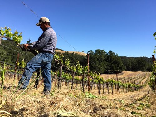 David shoot thinning