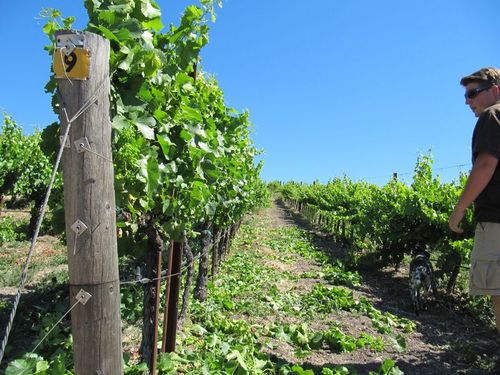 Levi shoot thinning in 2011