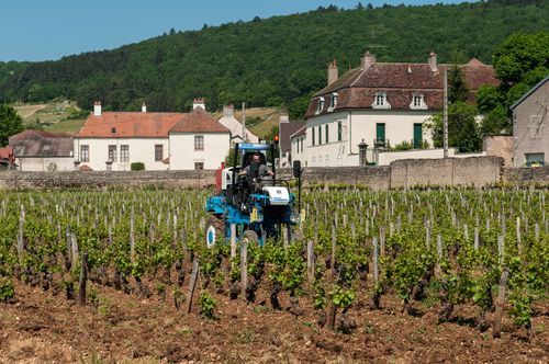 Vineyards_near_Gevrey-Chambertin_(7309858246)