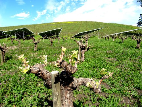 Mourvedre with solar panels behind