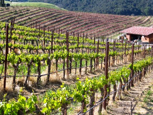 Grenache and Roussanne blocks