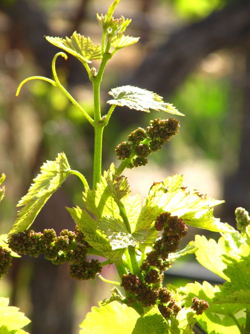 New Grenache clusters