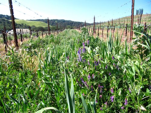 Row with wildflowers