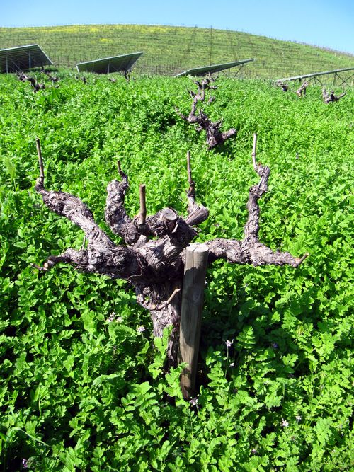 Looking up mt mourvedre