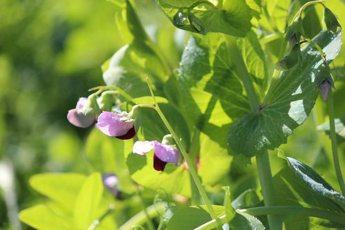 Sweet pea