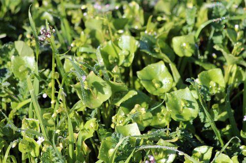Miners lettuce