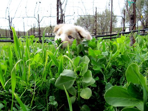 Sadie in the Cover Crop