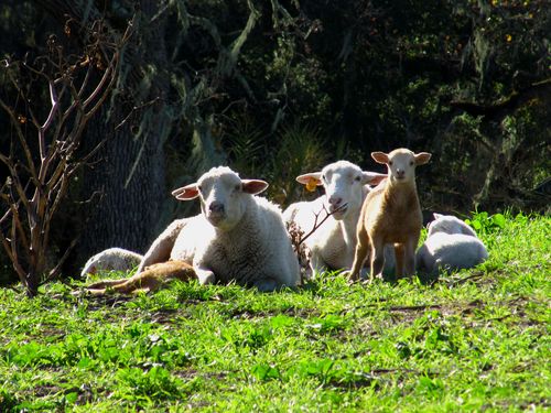 2015 Lambs 2