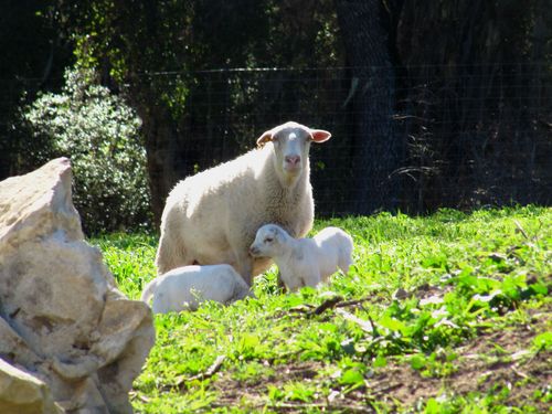 2015 Lambs 1