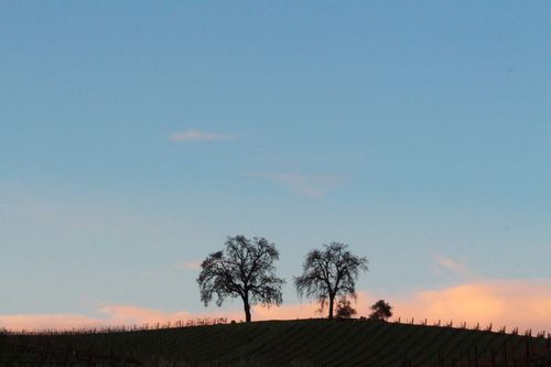 Pink and blue sky behind oaks