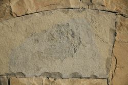 Halter fossil