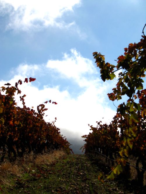 Changing seasons syrah