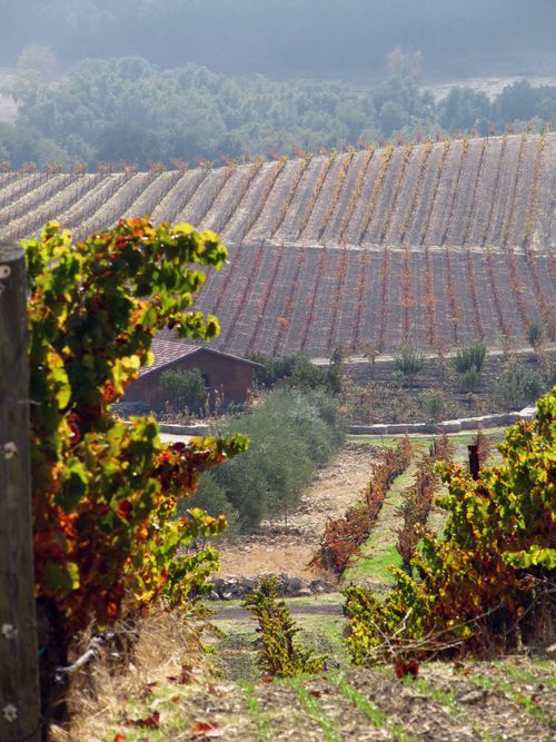 Changing seasons foliage 1