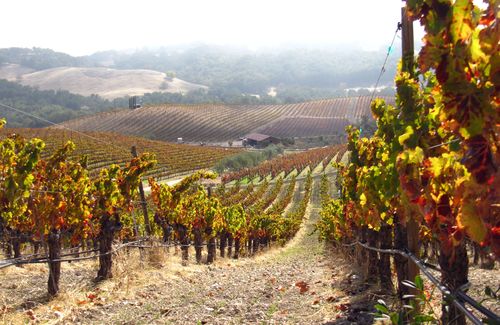 Tablas Creek Vineyard in Autumn