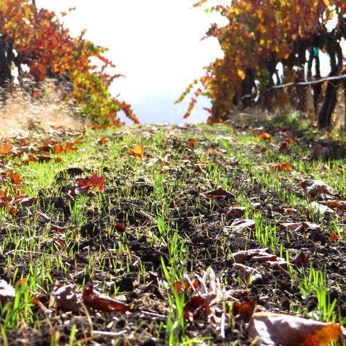 Fall colors and new cover crop 2014