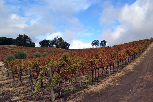 Looking over Counoise