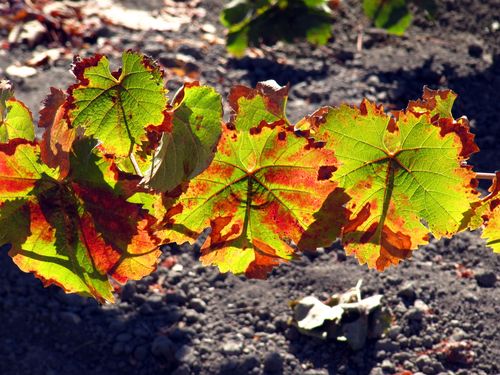 Tannat leaves