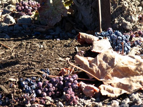 Compost & Cover Crop