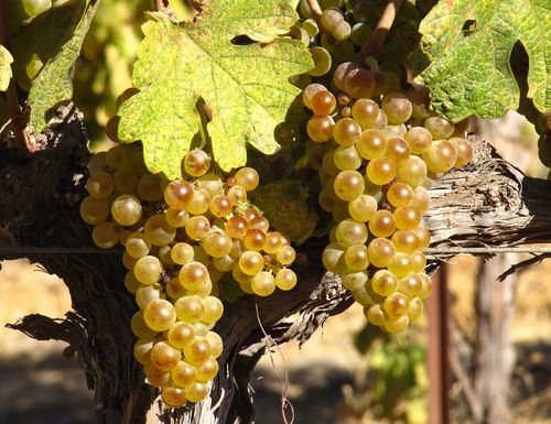 Roussanne mid-September 2