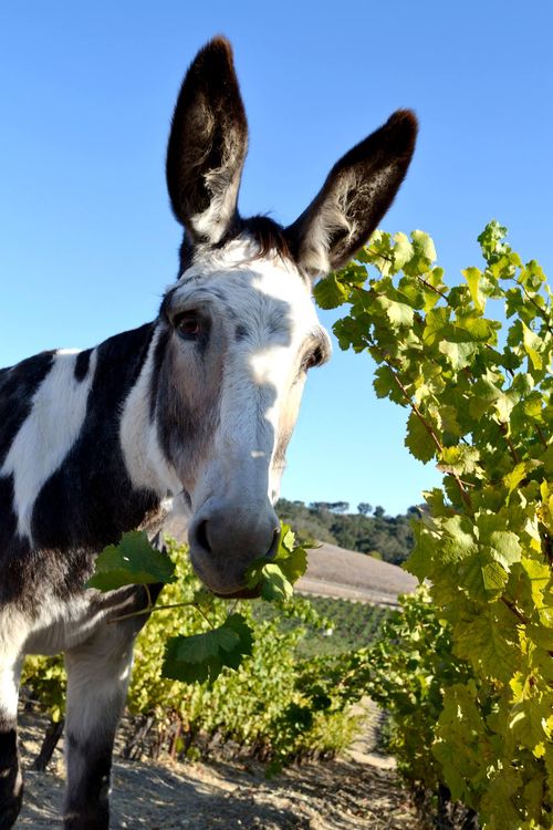 Dottie back in the vineyard