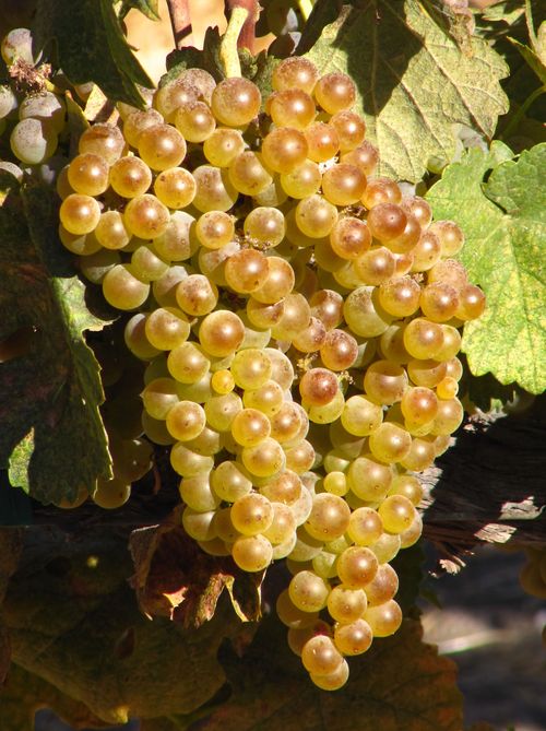 Roussanne mid-September