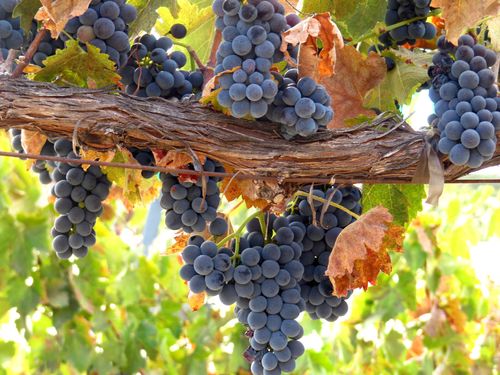 Bounty of Harvest - Syrah