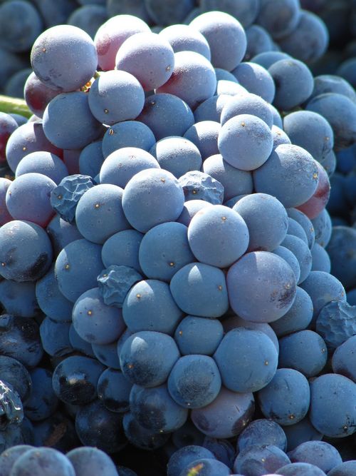 Grenache