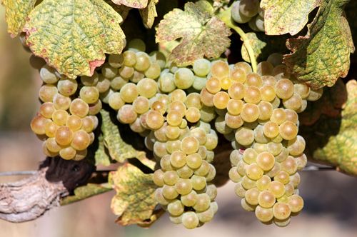 Roussanne on Vine 9-12