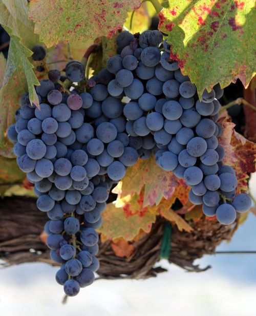Mourvedre on Vine 9-12