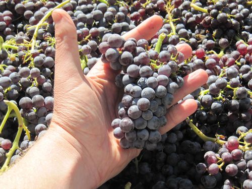 Grenache cluster in JCH hand