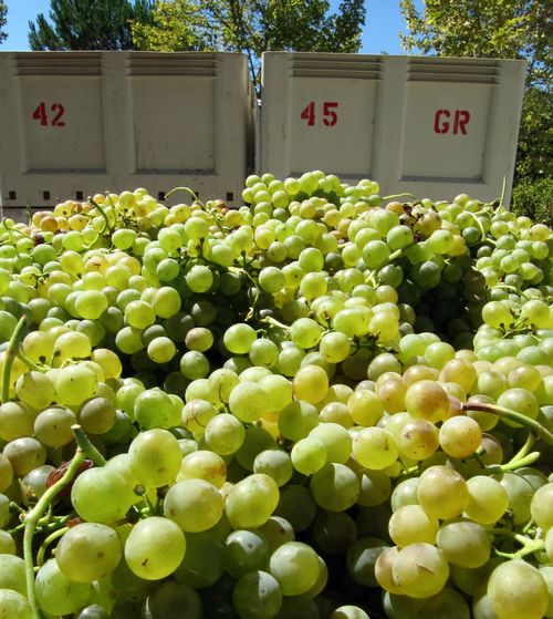 Grenache Blanc in bins