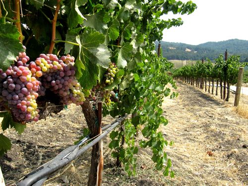 Long View with Grenache