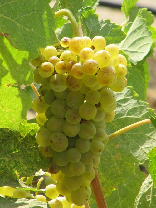Viognier
