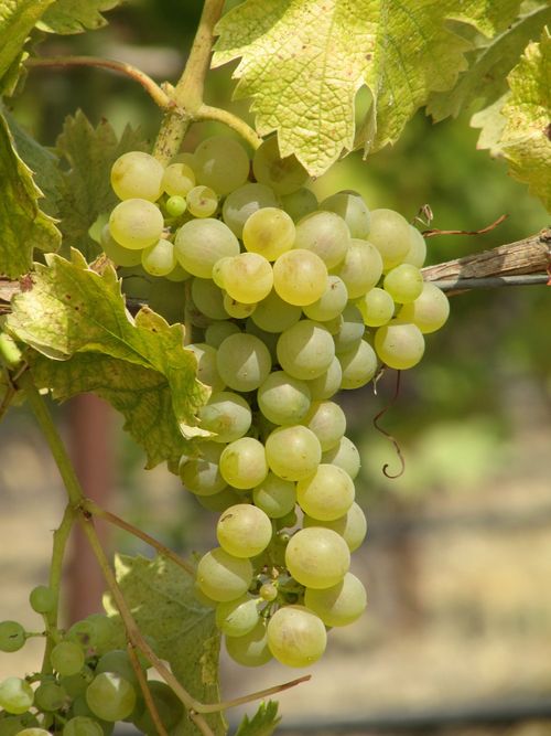 Marsanne